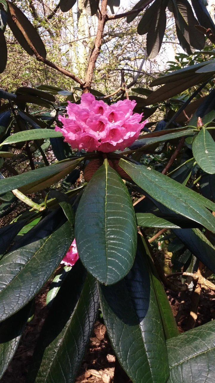 R. kesangiae